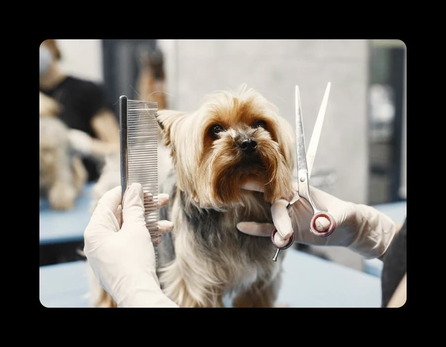 애견미용 사진